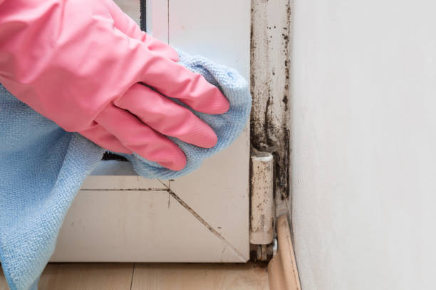 Best Basement Mold Removal  in Peabody, KS